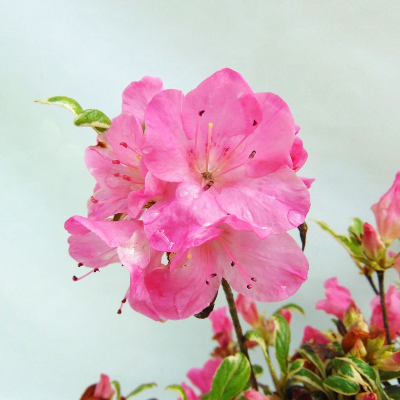 Azalea Silver Queen (Fioritura)