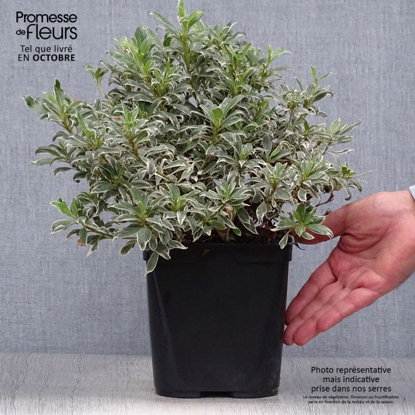 Esemplare di Azalea Silver Queen Vaso da 2L/3L come consegnato in autunno