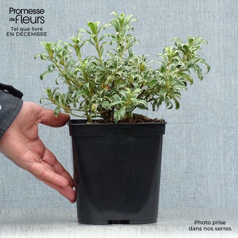 Azalea Silver Queen Vaso da 2L/3L esemplare consegnato in inverno