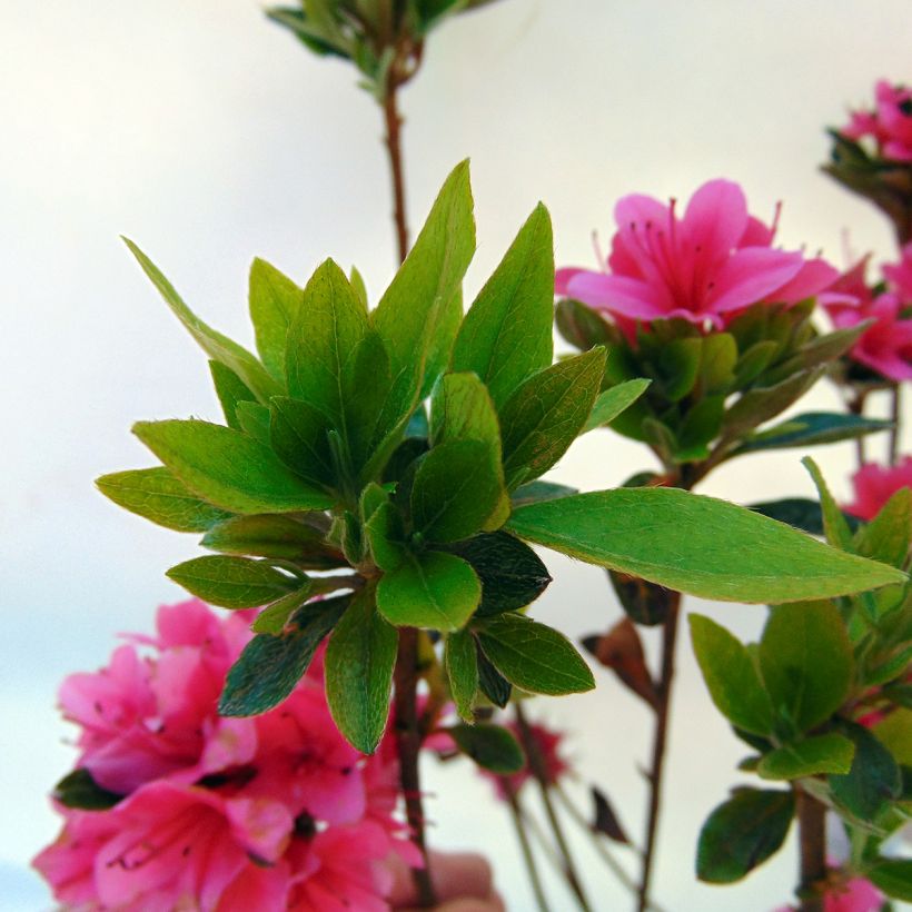 Azalea Sylvester (Fogliame)