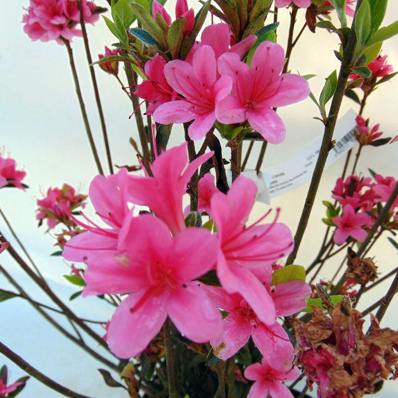 Azalea Sylvester (Fioritura)