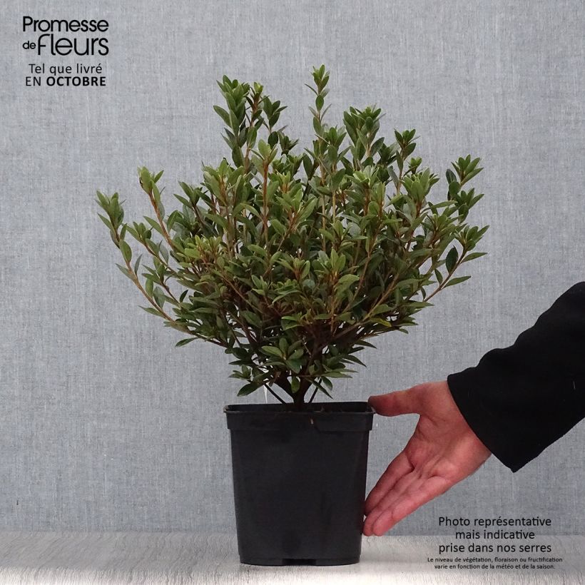 Esemplare di Azalea Sylvester Vaso da 2L/3L come consegnato in autunno