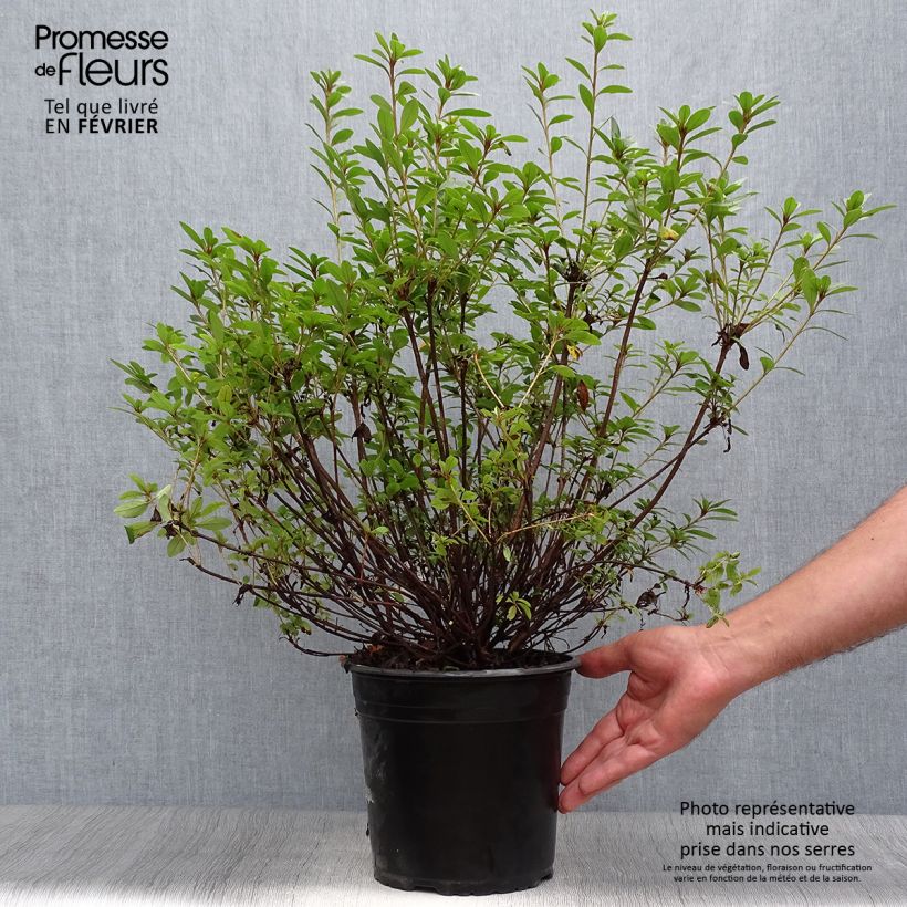 Esemplare di Azalea Sylvester Vaso da 4L/5L come consegnato in autunno
