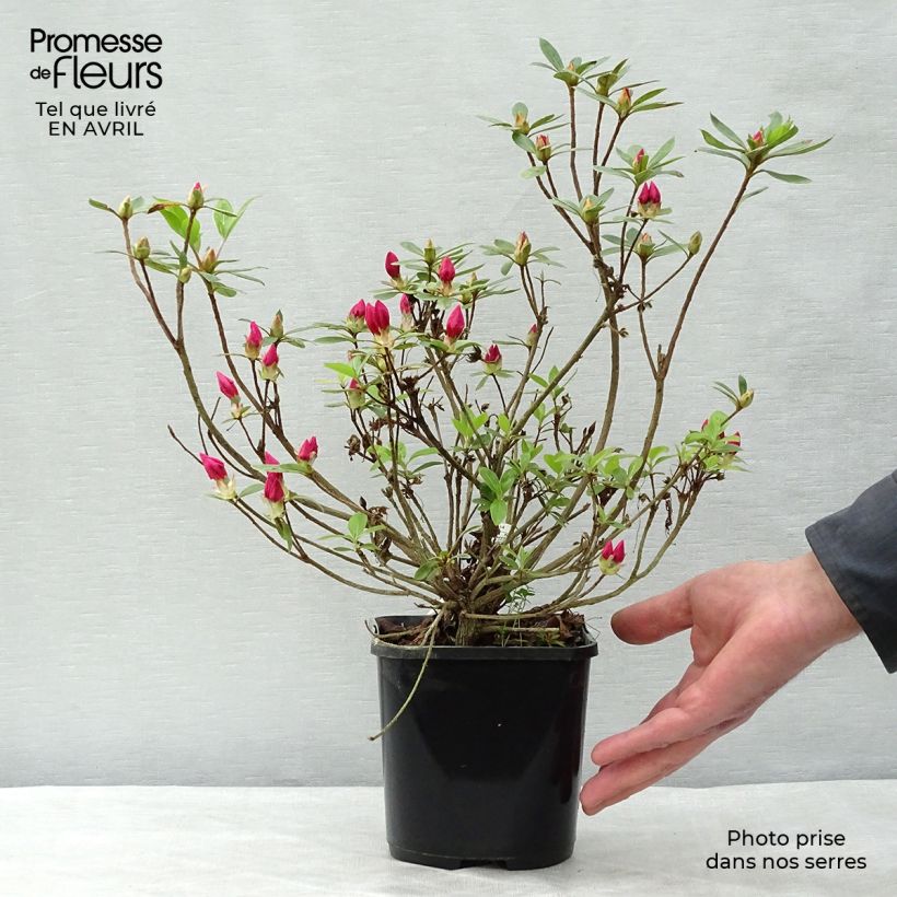Azalea japonica Vuyk's Rosyred Vaso da 2L/3L esemplare consegnato in primavera