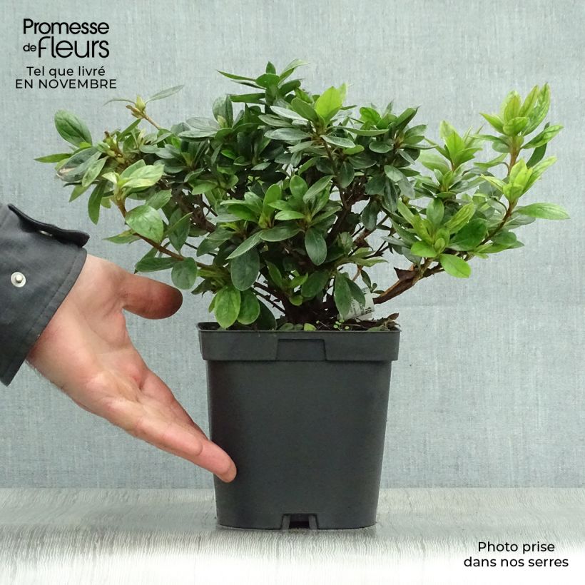 Esemplare di Azalea japonica Vuyk's Rosyred Vaso da 2L/3L come consegnato in autunno