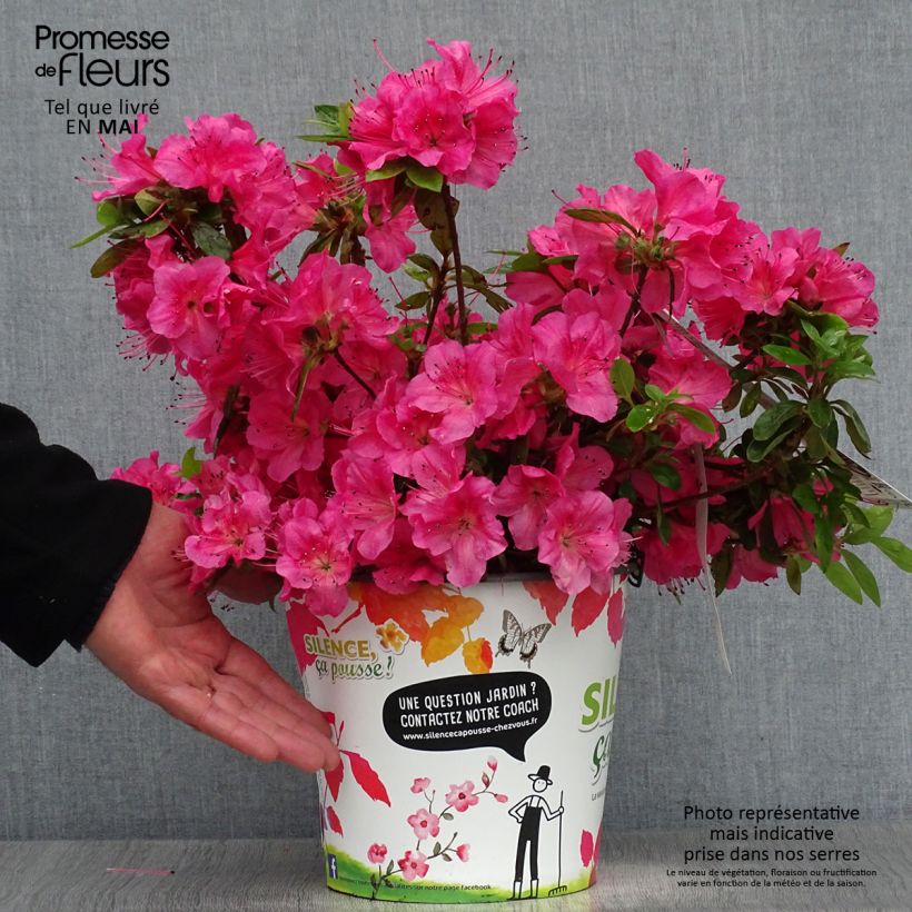 Azalea japonica Vuyk's Rosyred Vaso da 4L/5L esemplare consegnato in primavera