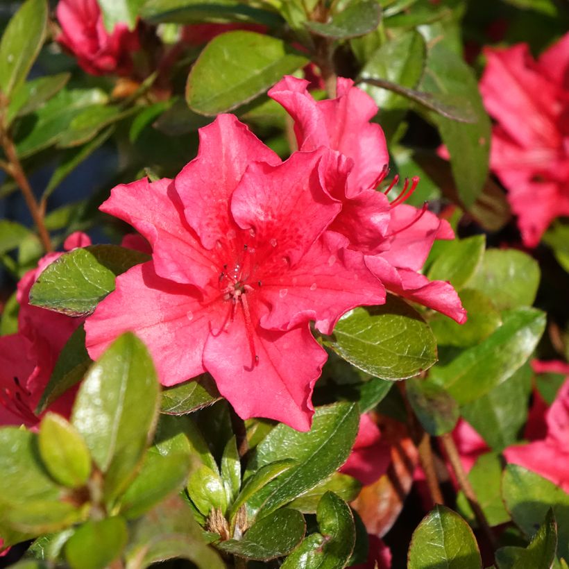 Azalea japonica Vuyk's Scarlet (Fioritura)