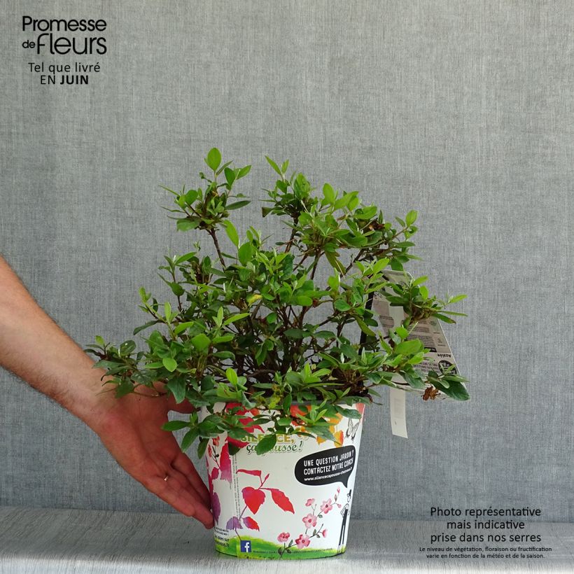 Esemplare di Azalea japonica Vuyk's Rosyred Vaso da 2L/3L consegnato in estate