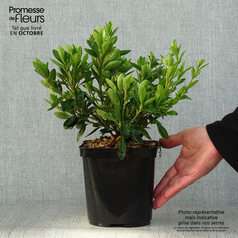 Esemplare di Azalea White Prince Vaso da 2L/3L come consegnato in autunno