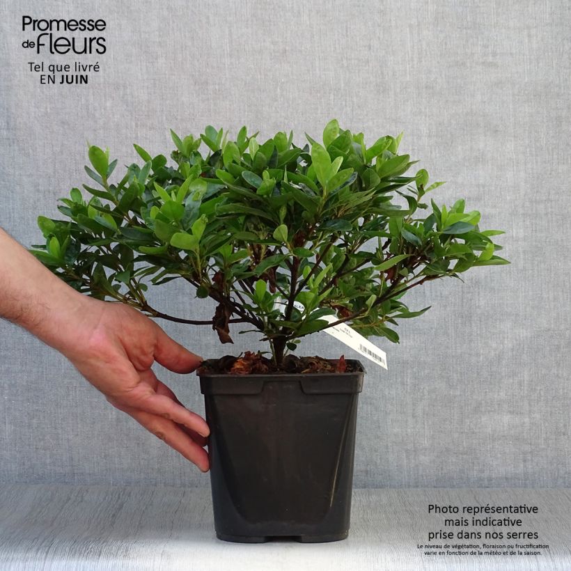 Esemplare di Azalea White Prince Vaso da 2L/3L consegnato in estate