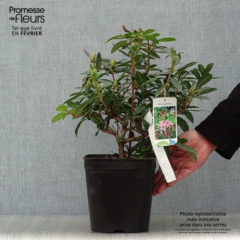 Azalea gowenianum Vaso da 4L/5L esemplare consegnato in inverno