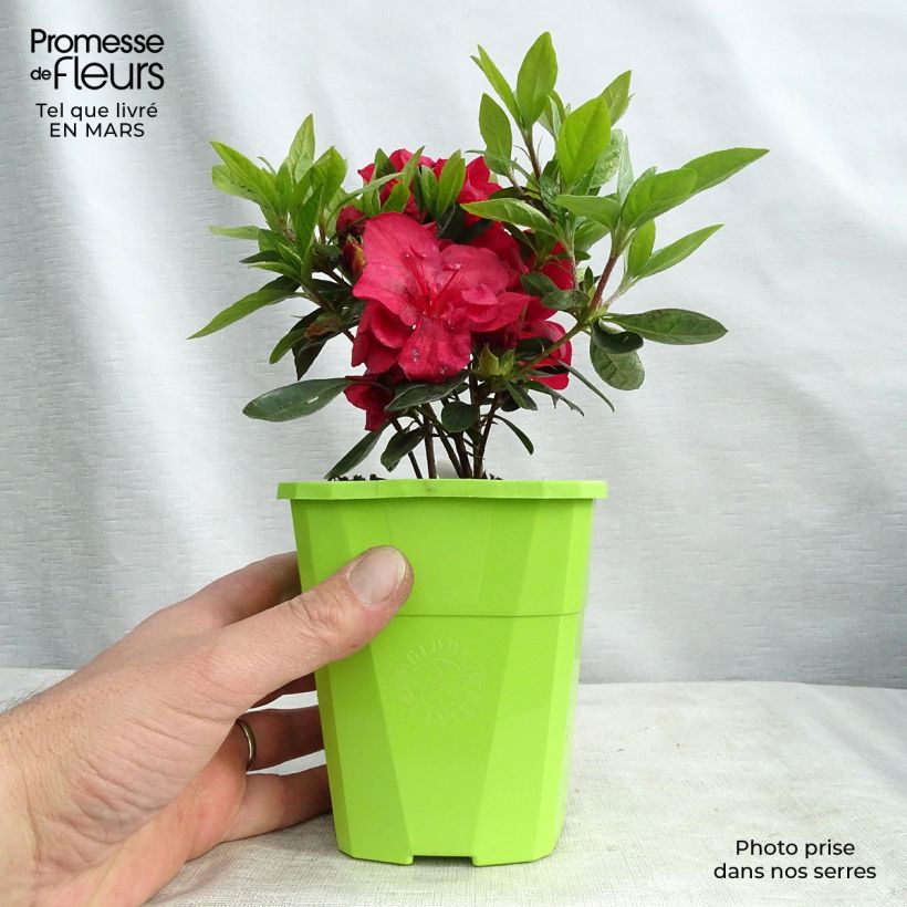 Azalea ENCORE Autumn Fire Vaso da 1L/1,5L esemplare consegnato in primavera