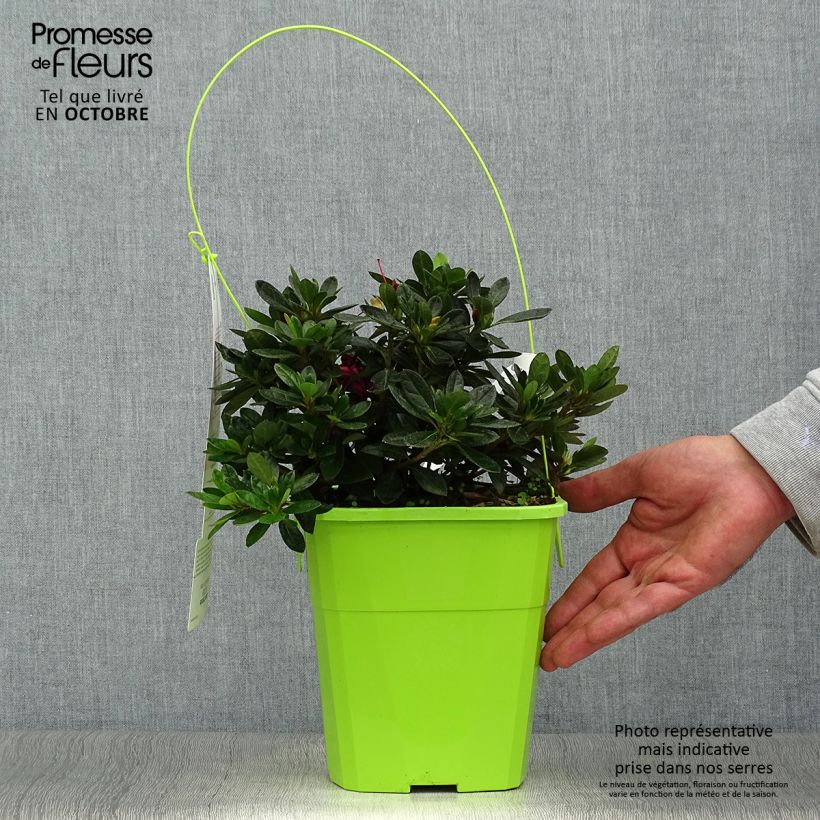 Esemplare di Azalea ENCORE Autumn Fire Vaso da 3L/4L come consegnato in autunno