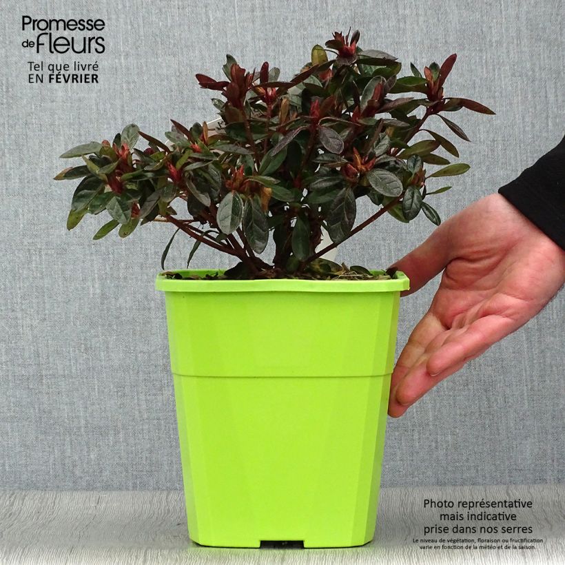 Azalea ENCORE Autumn Fire Vaso da 3L/4L esemplare consegnato in inverno
