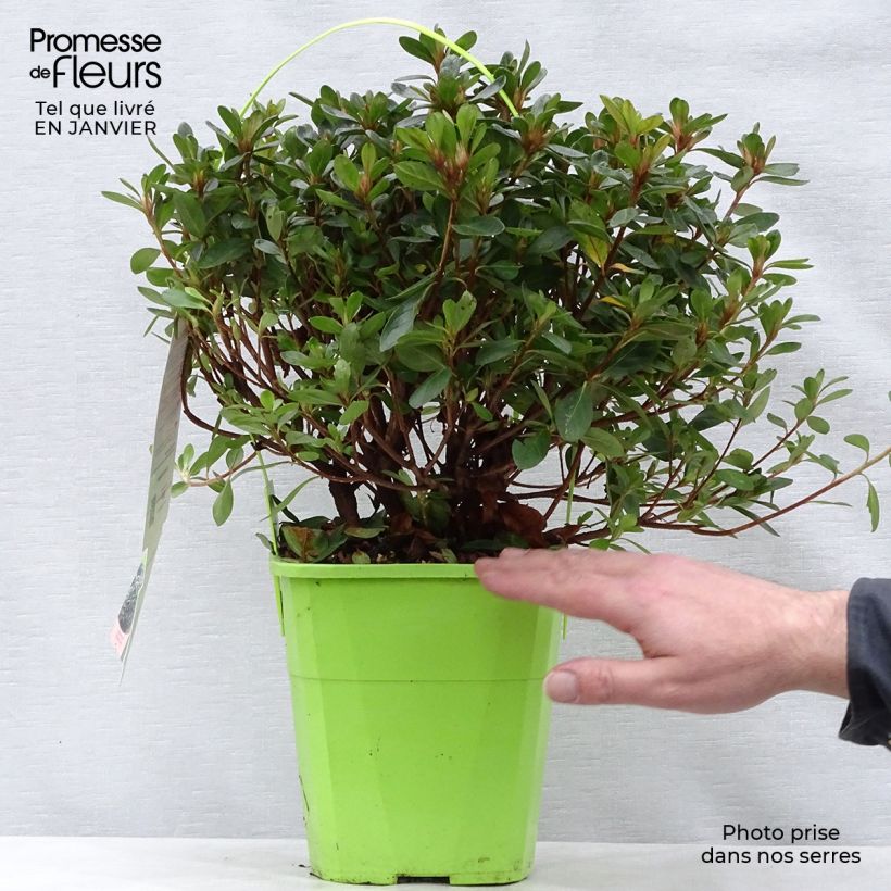 Azalea ENCORE Bonfire Vaso da 3L/4L esemplare consegnato in inverno