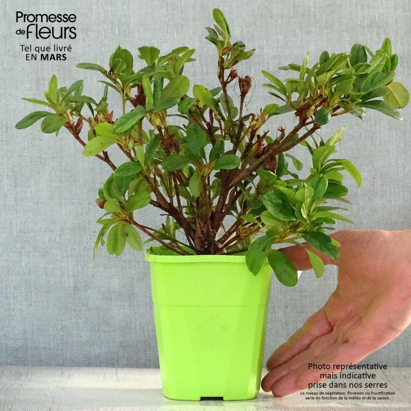 Azalea japonica ENCORE Sunburst Vaso da 1L/1,5L esemplare consegnato in primavera