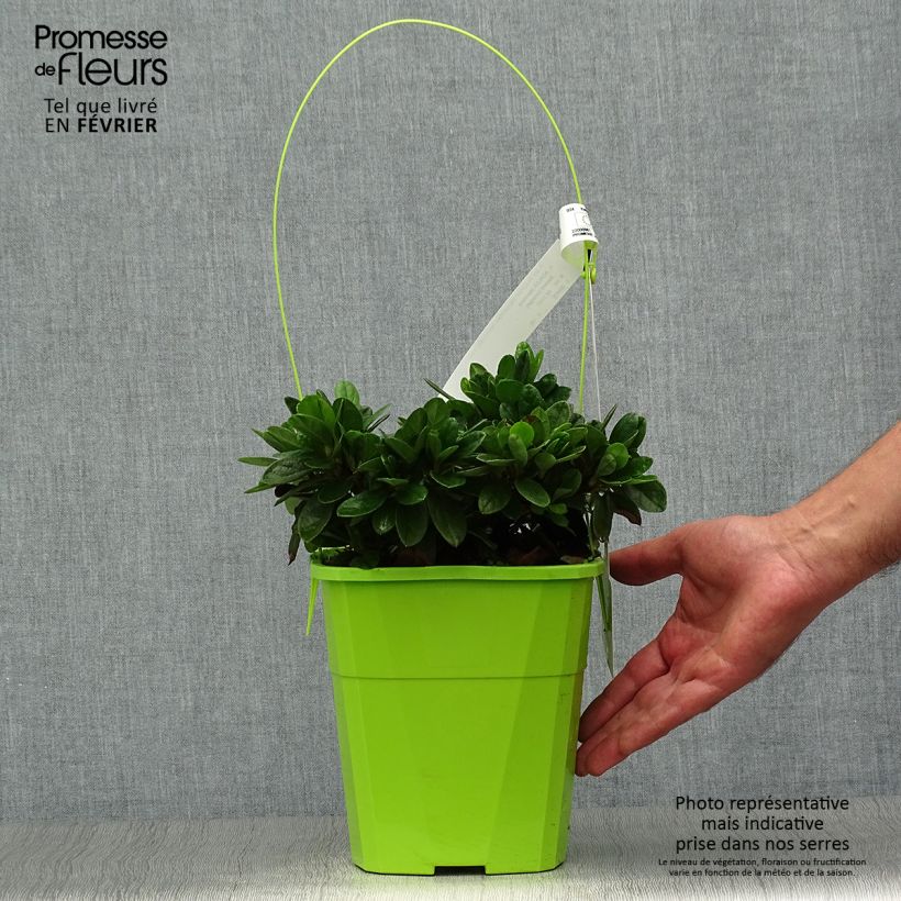 Esemplare di Azalea japonica ENCORE Sunset Vaso da 3L/4L come consegnato in autunno