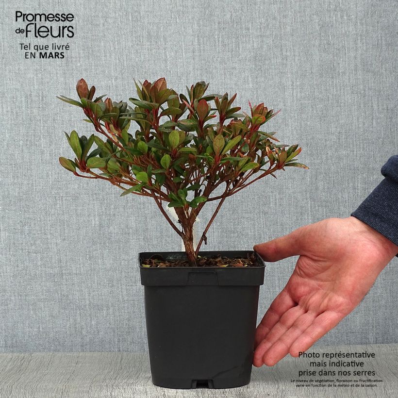 Azalea japonica Arabesk Vaso da 1,5L/2L esemplare consegnato in inverno