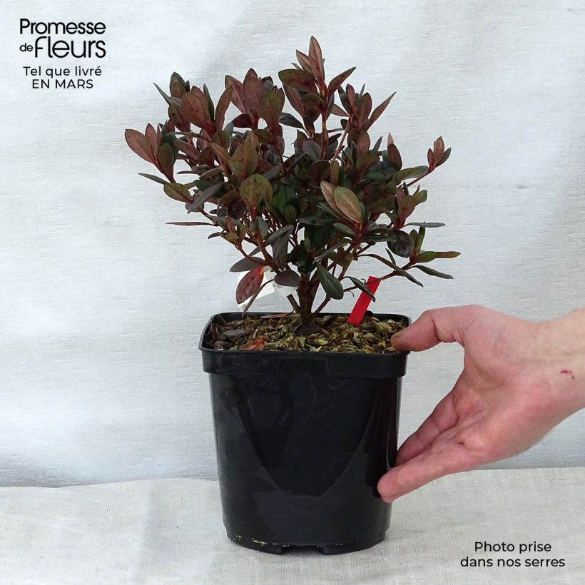 Azalea japonica Arabesk Vaso da 1,5L/2L esemplare consegnato in primavera