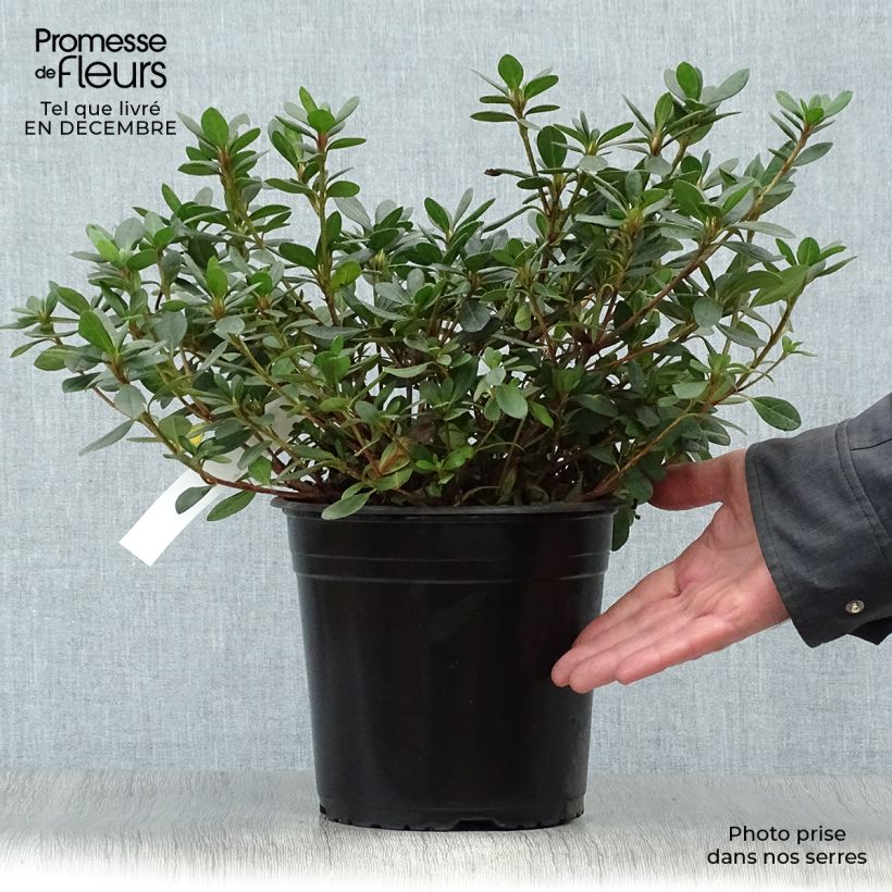 Azalea japonica Arabesk Vaso da 3L/4L esemplare consegnato in inverno
