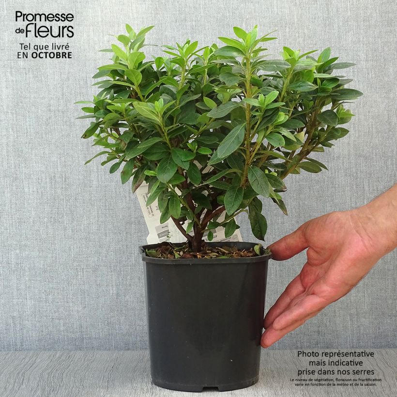 Esemplare di Azalea japonica Ben Morrisson Vaso da 2L/3L come consegnato in autunno