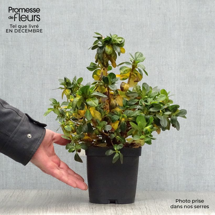 Azalea japonica Dorothy Heiden Vaso da 2L/3L esemplare consegnato in inverno