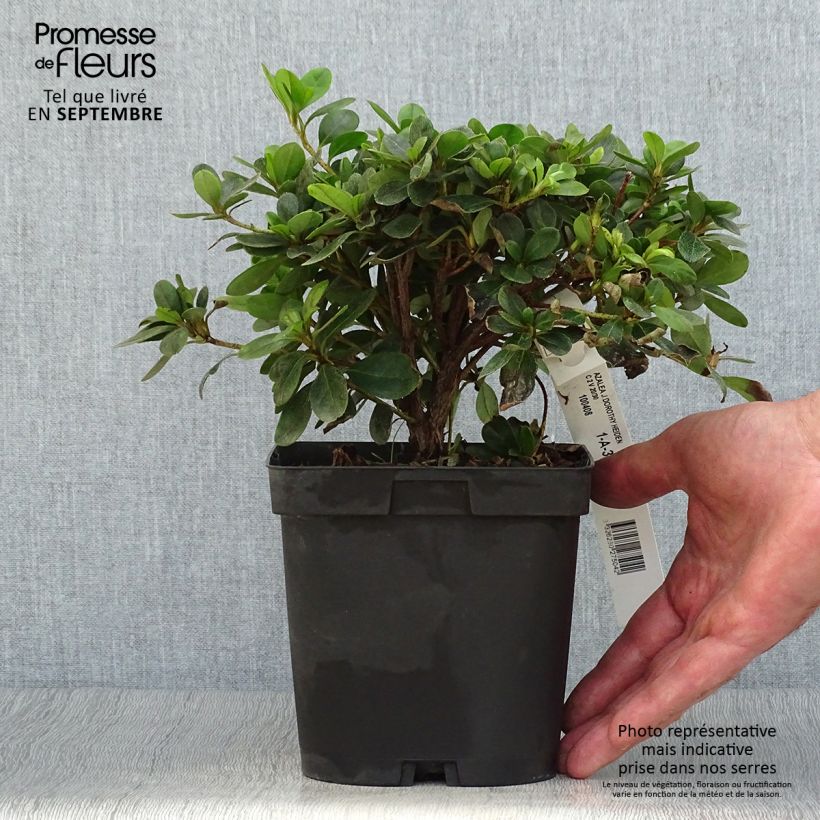 Esemplare di Azalea japonica Dorothy Heiden Vaso da 2L/3L come consegnato in autunno