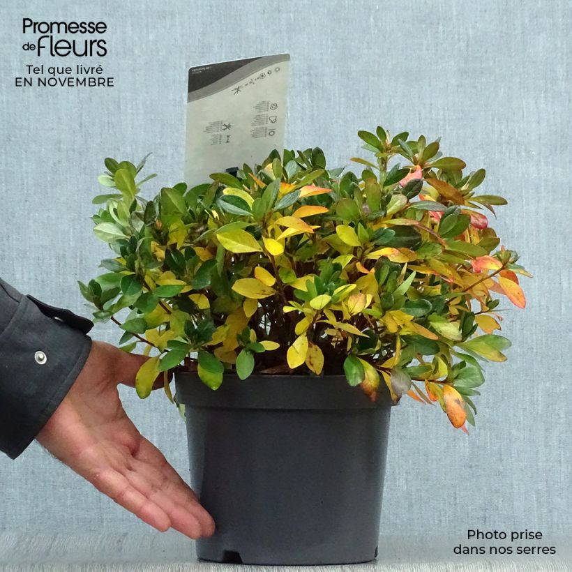 Esemplare di Azalea japonica Izumi no mai Vaso da 3L/4L come consegnato in autunno