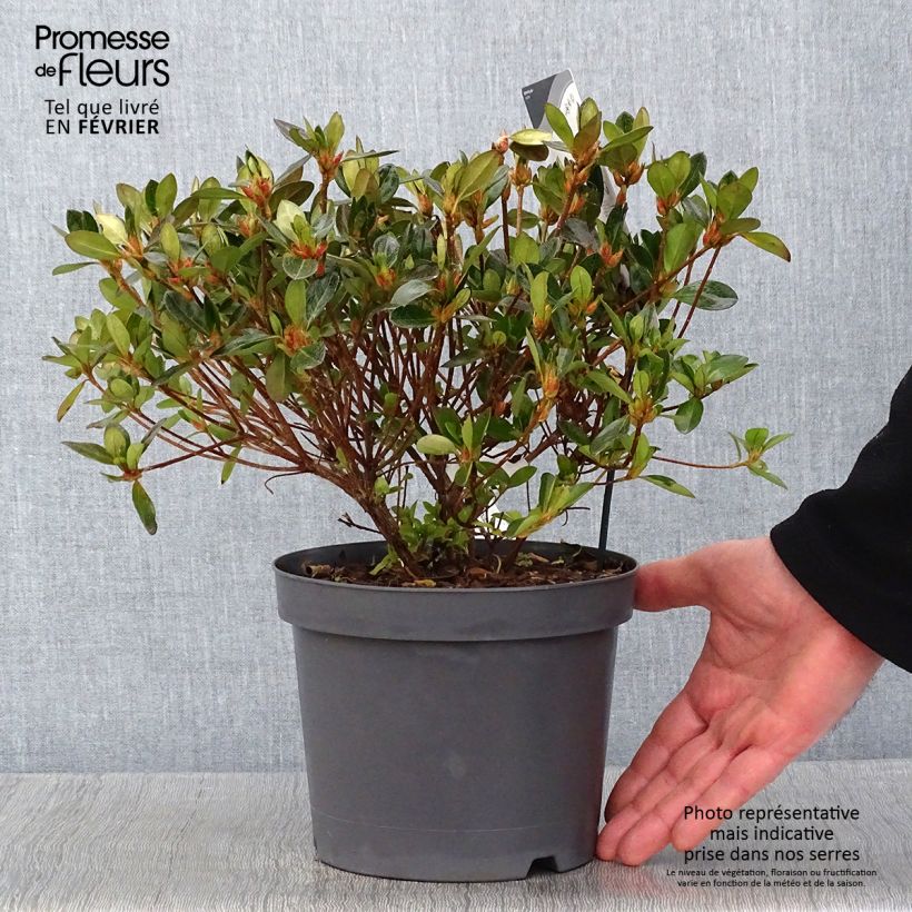 Azalea japonica Izumi no mai Vaso da 3L/4L esemplare consegnato in inverno