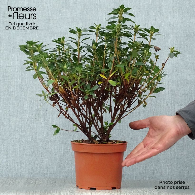 Azalea japonica Madame Galle Vaso da 2L/3L esemplare consegnato in inverno