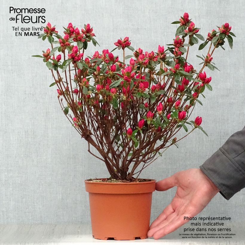 Azalea japonica Madame Galle Vaso da 2L/3L esemplare consegnato in primavera
