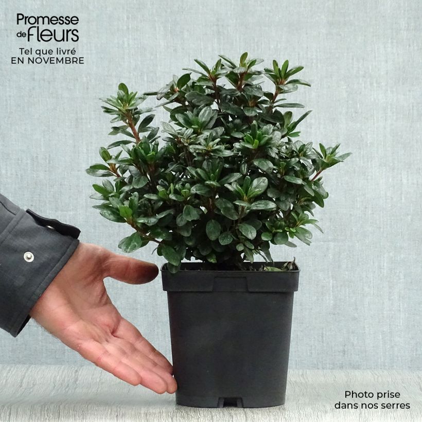 Esemplare di Azalea japonica Manuska Vaso da 2L/3L come consegnato in autunno