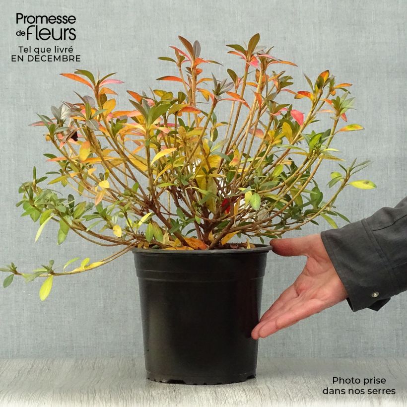 Azalea Purple Splendor Vaso da 4L/5L esemplare consegnato in inverno