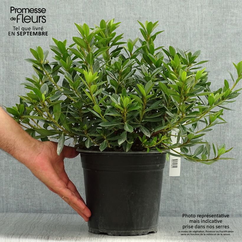 Esemplare di Azalea Purple Splendor Vaso da 4L/5L come consegnato in autunno