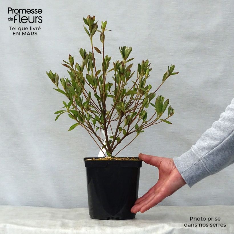 Azalea japonica Rosa King Vaso da 2L/3L esemplare consegnato in primavera