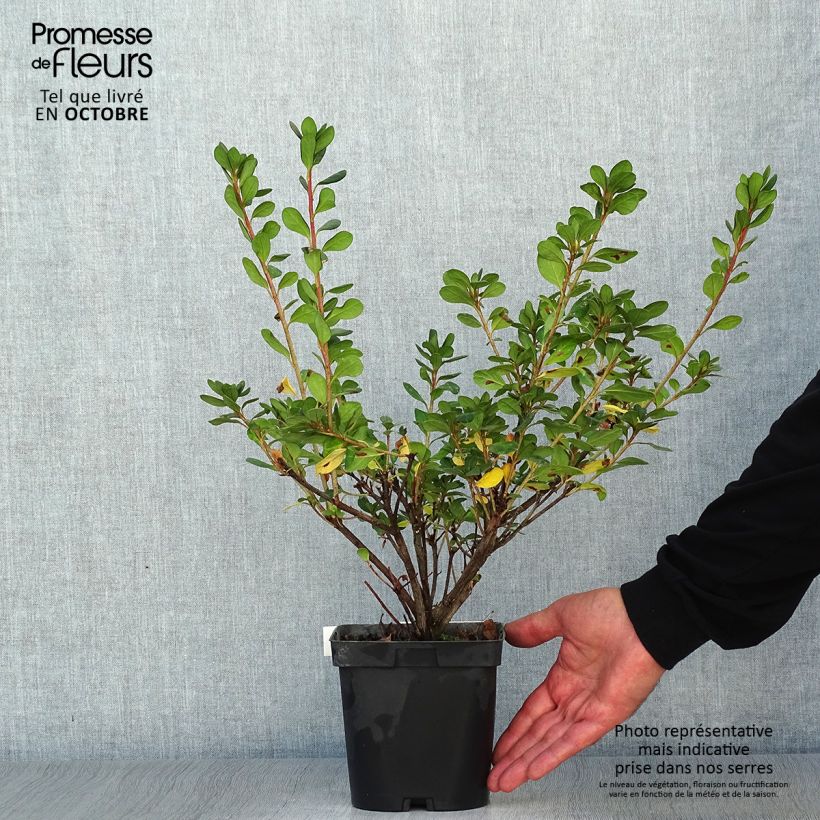 Esemplare di Azalea japonica Rosa King Vaso da 2L/3L come consegnato in autunno