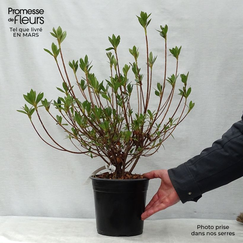 Azalea japonica Rosa King Vaso da 4L/5L esemplare consegnato in primavera