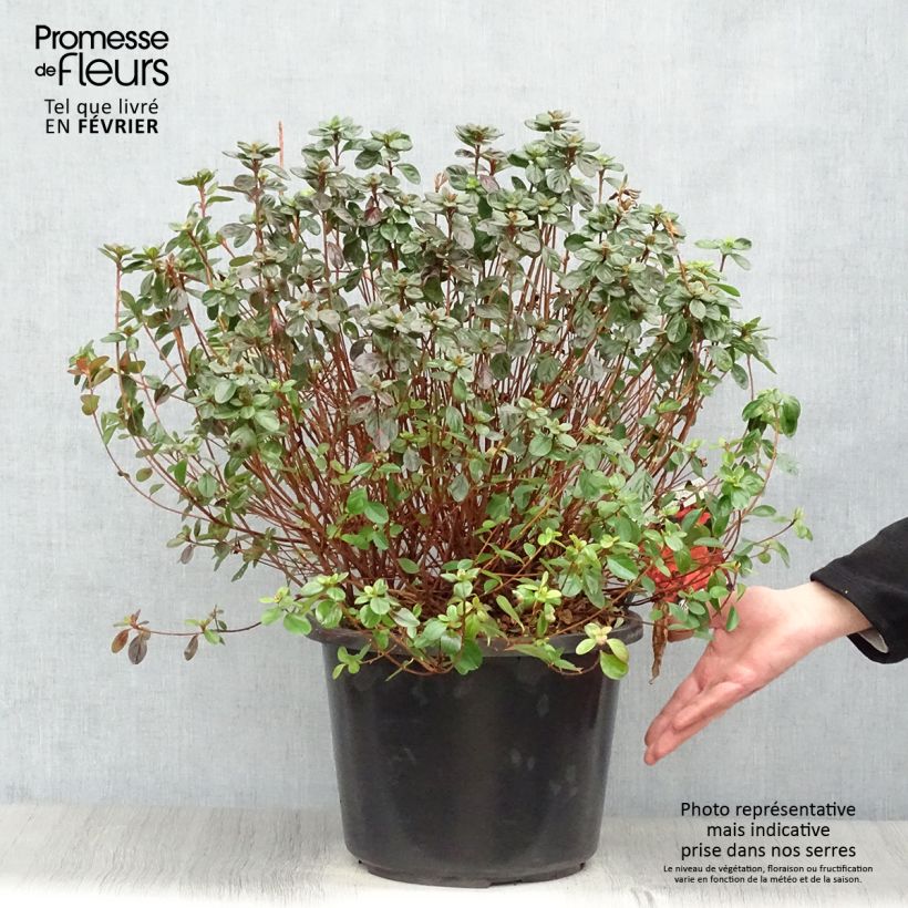 Azalea japonica Stewartstonian Vaso da 12L/15L esemplare consegnato in inverno