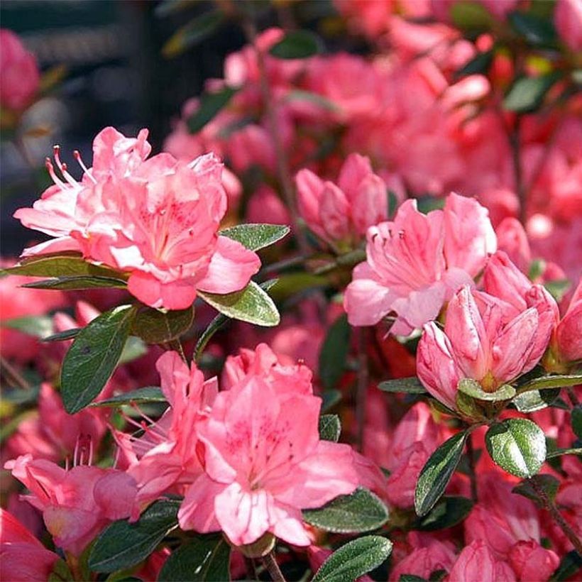 Azalea Blaauw's pink (Fioritura)