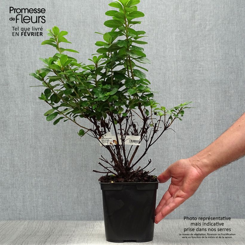 Esemplare di Azalea japonica Girard's scarlet Vaso da 2L/3L come consegnato in autunno