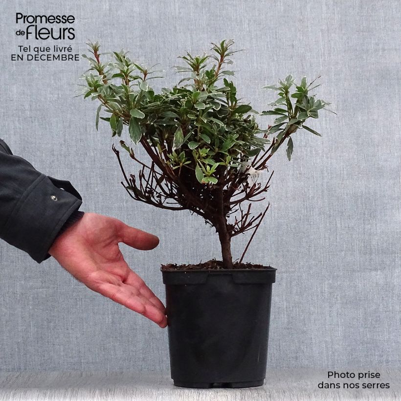 Azalea japonica Girard's Hot Shot Vaso da 2L/3L esemplare consegnato in inverno