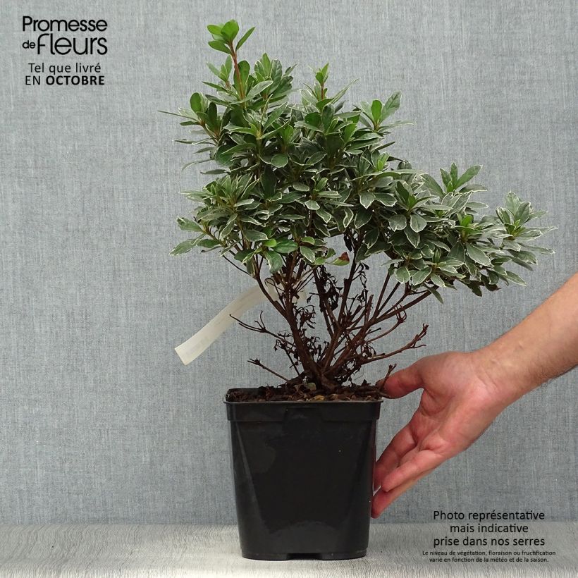 Esemplare di Azalea japonica Girard's Hot Shot Vaso da 2L/3L come consegnato in autunno