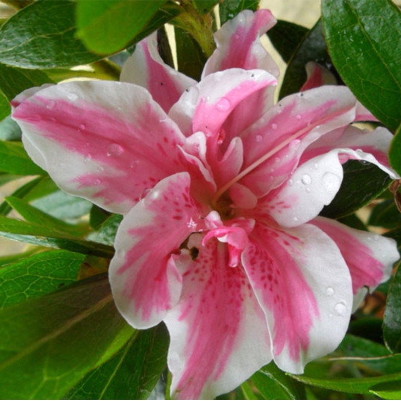 Azalea japonica Melle (Fioritura)