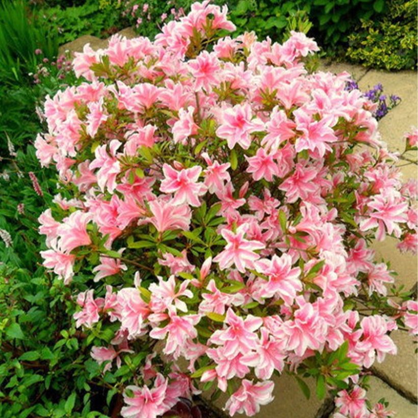 Azalea japonica Melle (Porto)