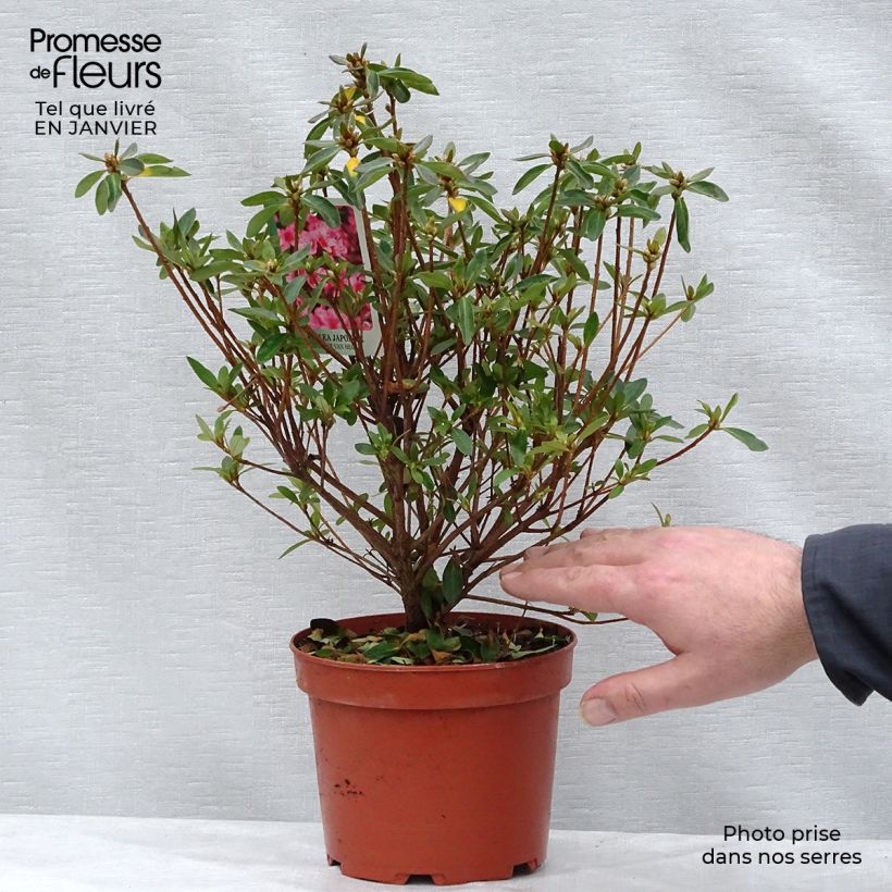 Azalea japonica Mme Van Hecke Vaso da 2L/3L esemplare consegnato in inverno
