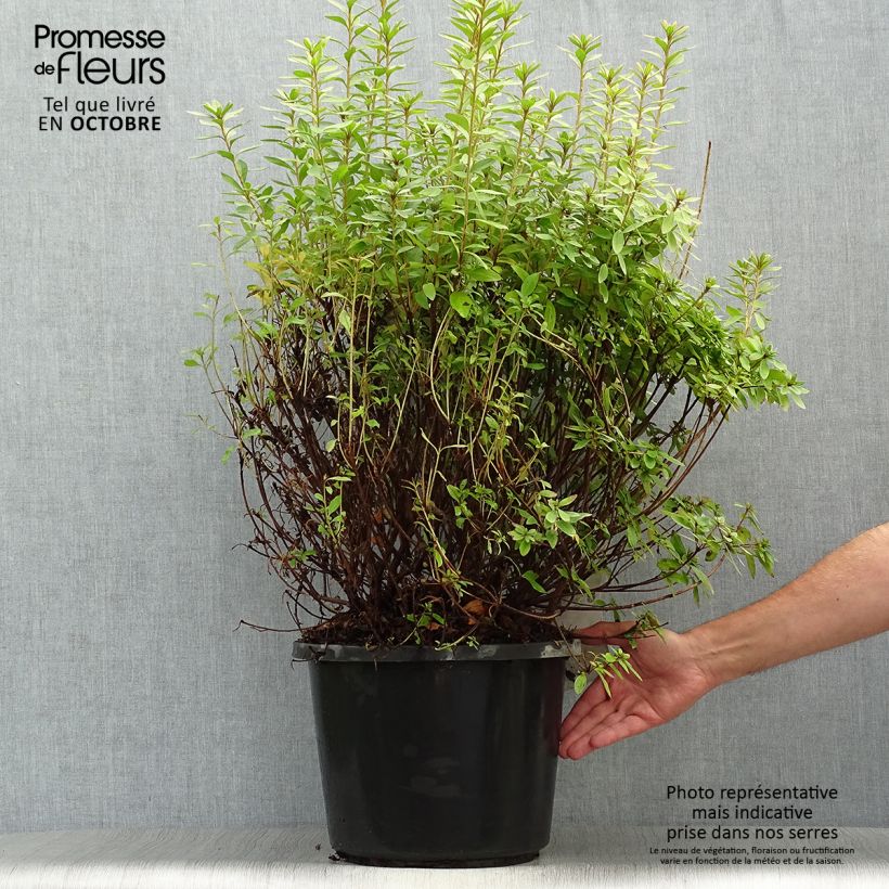 Esemplare di Azalea japonica Mme Van Hecke Vaso da 12L/15L come consegnato in autunno