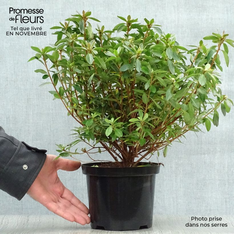Esemplare di Azalea japonica Mme Van Hecke Vaso da 2L/3L come consegnato in autunno