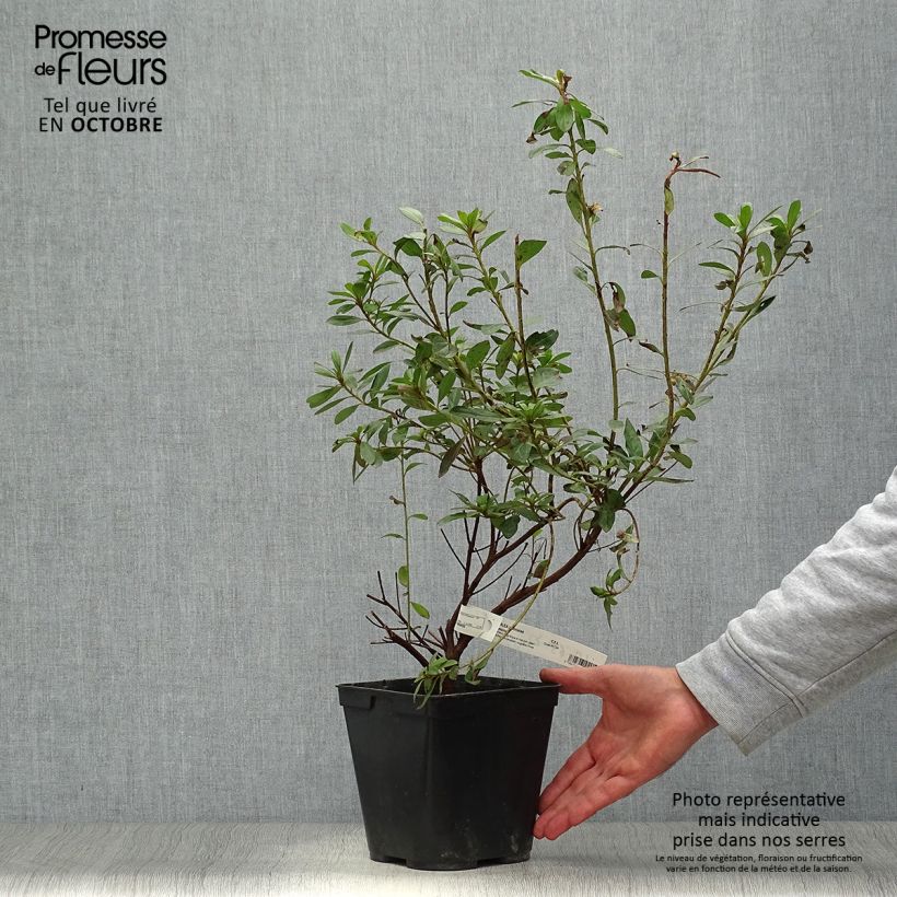 Esemplare di Azalea japonica Tamanini Vaso da 2L/3L come consegnato in autunno