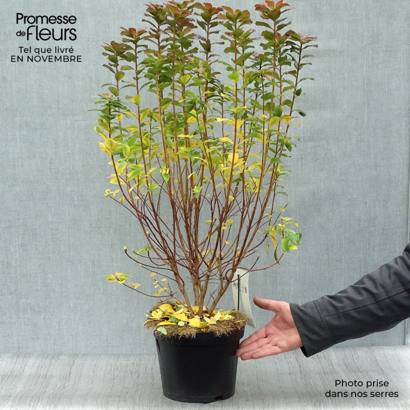 Esemplare di Azalea mollis Viscosa Vaso da 4L/5L come consegnato in autunno