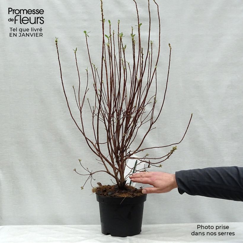 Azalea mollis Viscosa Vaso da 4L/5L esemplare consegnato in inverno